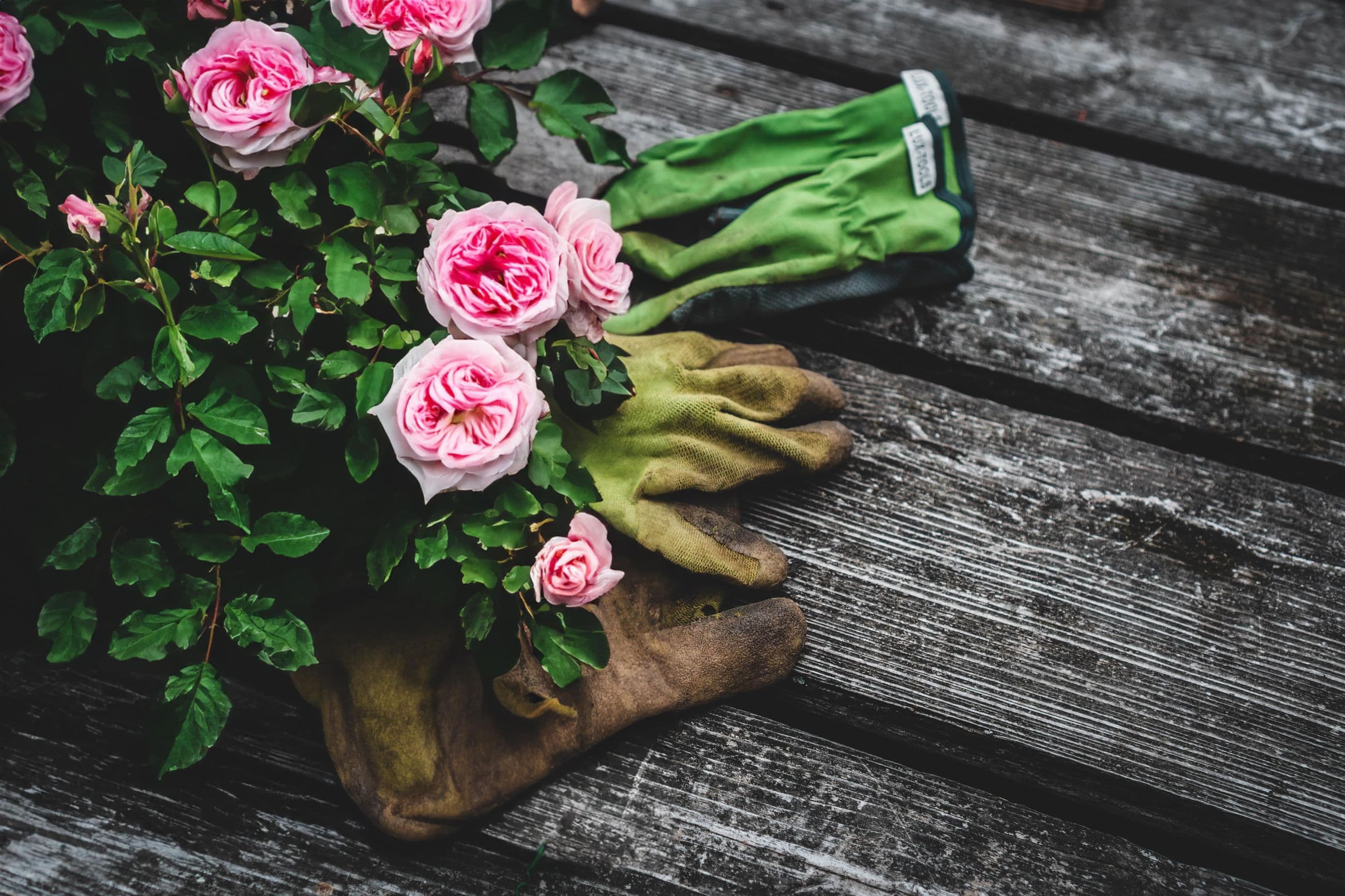 Pink roses and well-worn gardening gloves on a wooden deck
